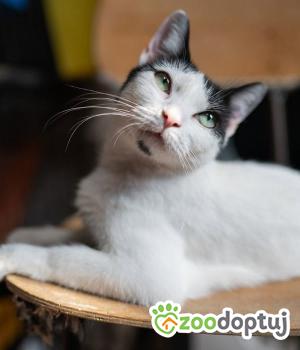 Do adopcji Warszawa