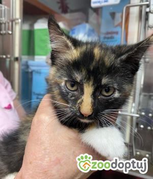 Do adopcji Zgierz
