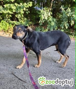 Do adopcji Zgierz