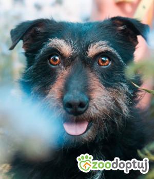Do adopcji Sompolno