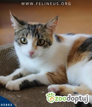 Do adopcji Rzeszów