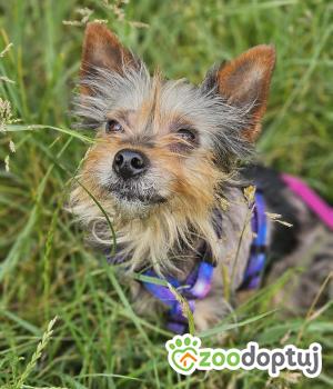 Do adopcji Stalowa Wola