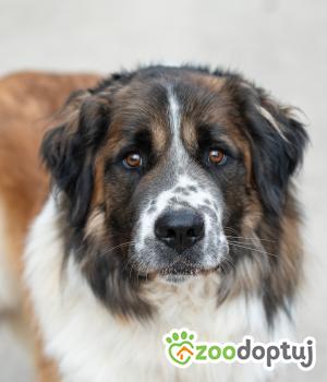 Do adopcji Warszawa