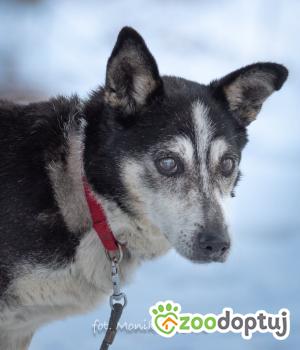 Do adopcji Myślenice