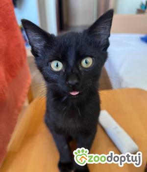 Do adopcji Cieszyn