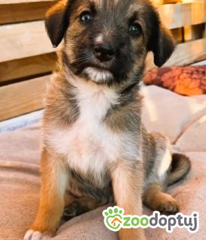 Do adopcji Wieluń