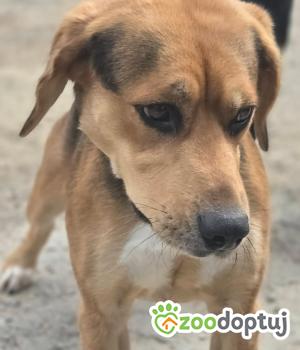 Do adopcji Zgierz