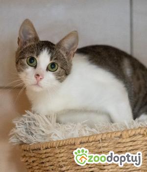 Do adopcji Zgierz
