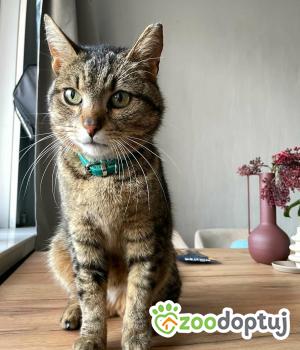 Do adopcji Brzeziny