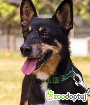 Do adopcji Zgierz