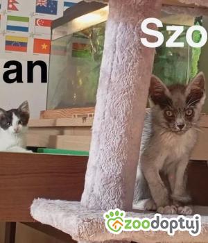 Do adopcji Rybnik