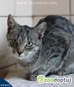 Do adopcji Rzeszów