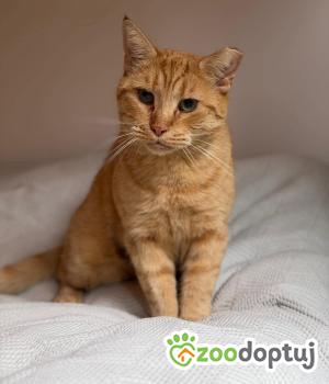 Do adopcji Gdańsk