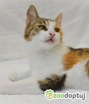 Do adopcji Mielec