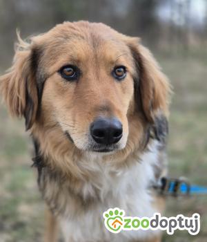 Do adopcji Warszawa