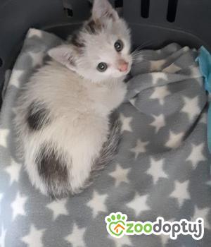 Do adopcji Cieszyn