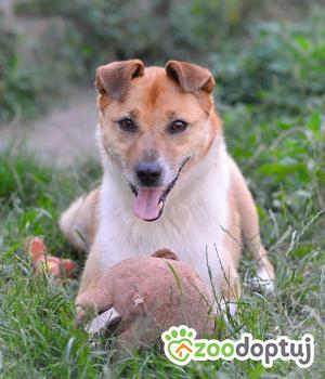 Do adopcji Mielec