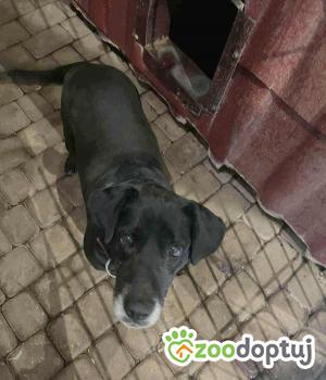 Do adopcji Zgierz