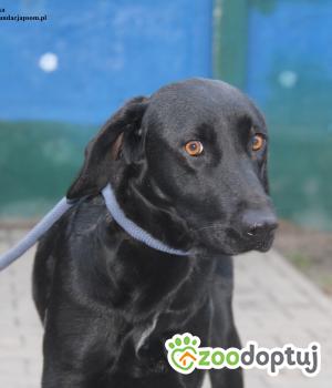 Do adopcji Nowy Dwór Mazowiecki