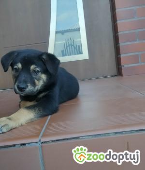 Do adopcji Radziejów