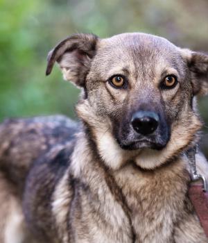 Do adopcji Zgierz