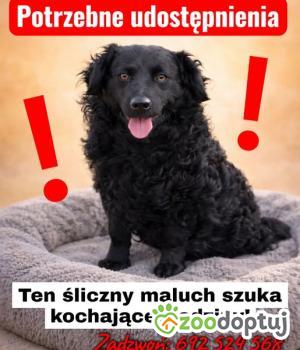 Do adopcji Września