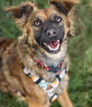 Do adopcji Stalowa Wola