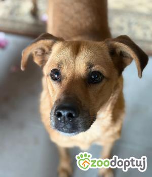 Do adopcji Olsztyn
