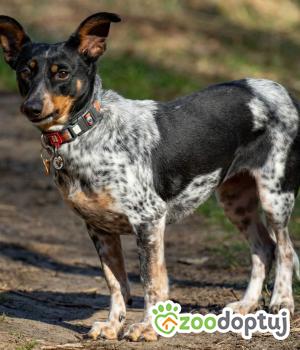 Do adopcji Kraków