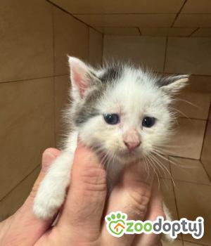Do adopcji Zgierz