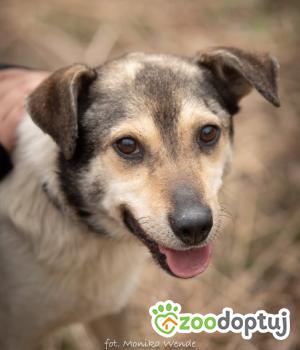 Do adopcji Myślenice