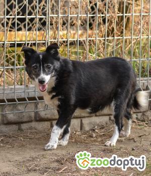 Do adopcji Mielec