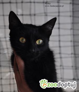 Do adopcji Nowy Dwór Mazowiecki