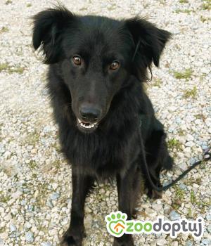Do adopcji Lubliniec