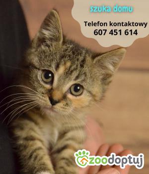Do adopcji Gdańsk