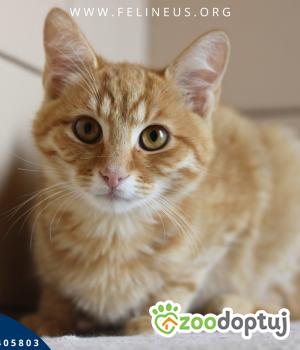 Do adopcji Rzeszów
