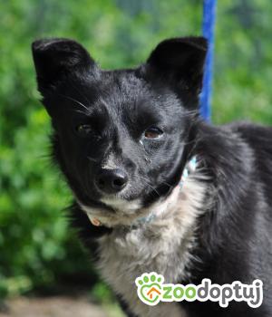 Do adopcji Nowy Dwór Mazowiecki