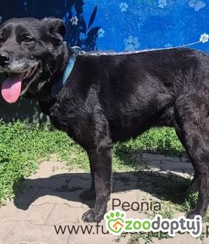 Do adopcji Nowy Dwór Mazowiecki