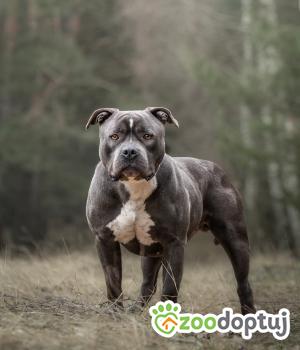Do adopcji Bełchatów