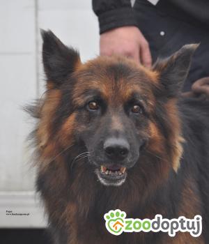 Do adopcji Nowy Dwór Mazowiecki
