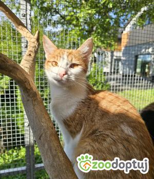 Do adopcji Cieszyn