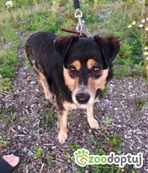 Do adopcji Zgierz