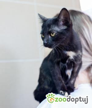 Do adopcji Zgierz