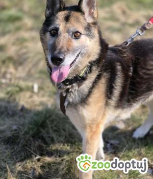 Do adopcji Warszawa