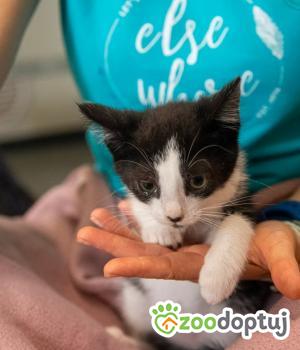 Do adopcji Poznań