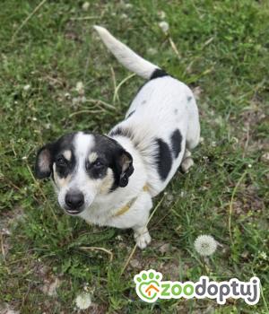 Do adopcji Zgierz