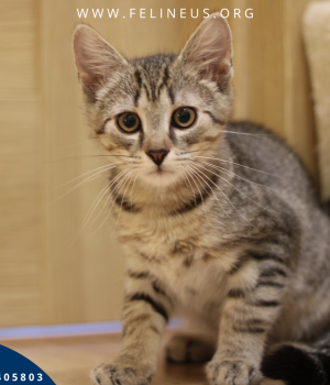 Do adopcji Rzeszów