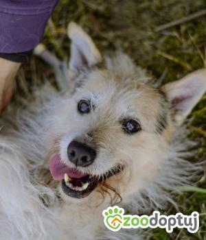 Do adopcji Białobrzegi