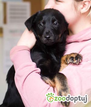 Do adopcji Sompolno