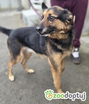 Do adopcji Zgierz